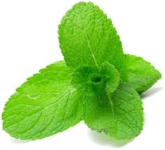 MINT LEAVES / 1 LB